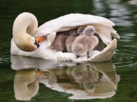 Duck mother childs